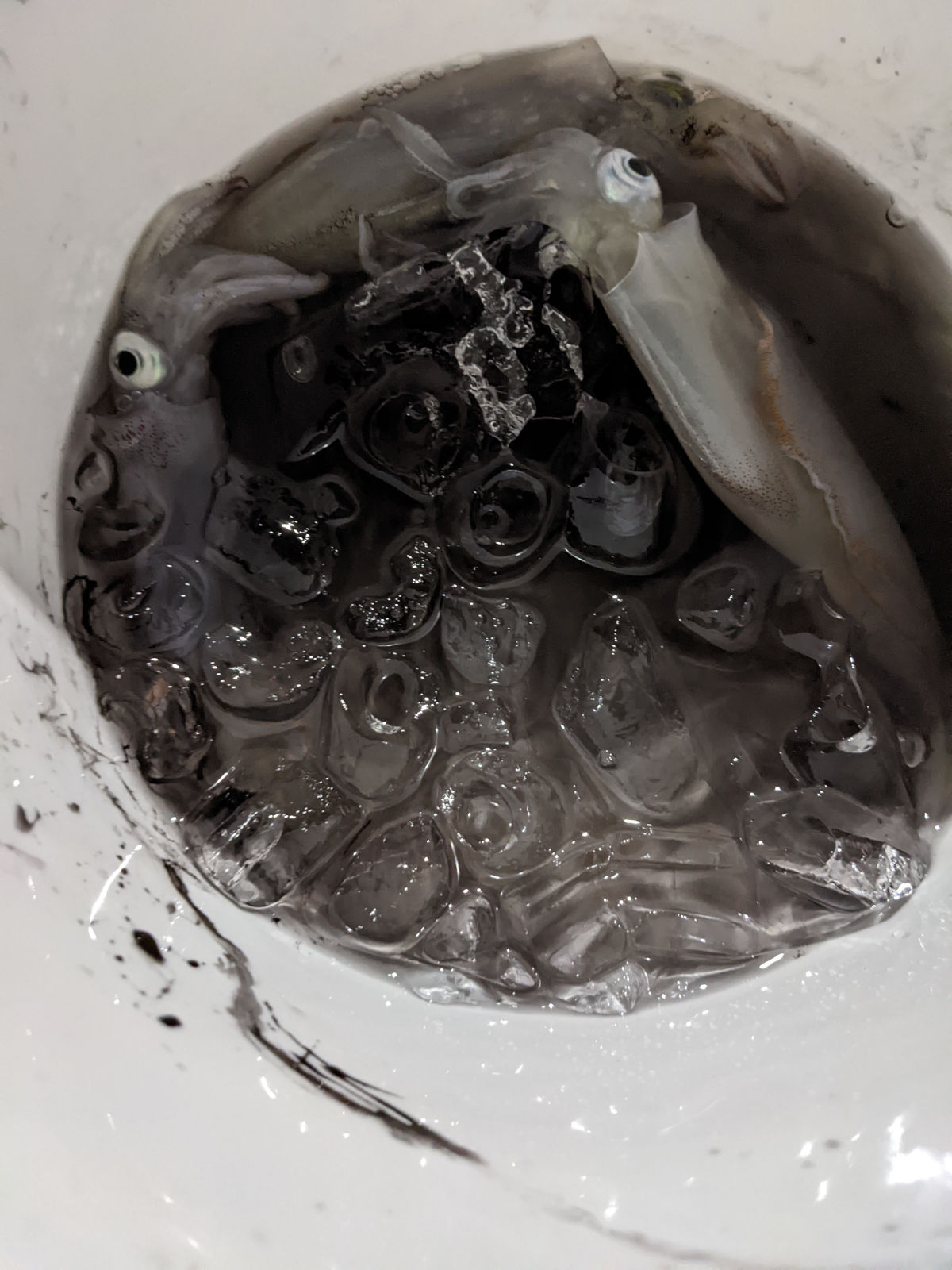Three caught squid in my bucket