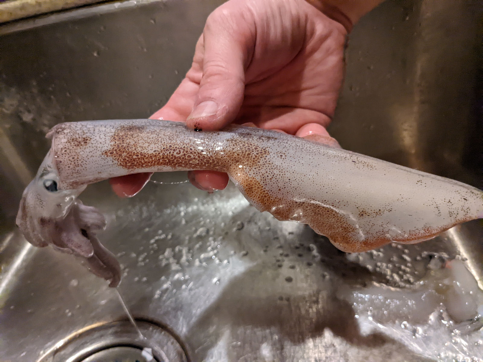 A squid ready to be cleaned