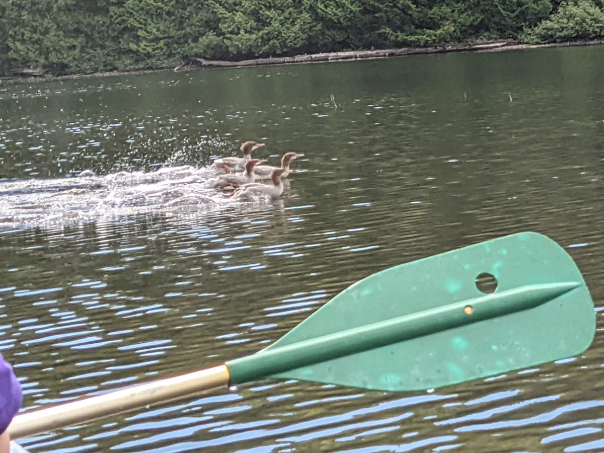 Ducks racing away