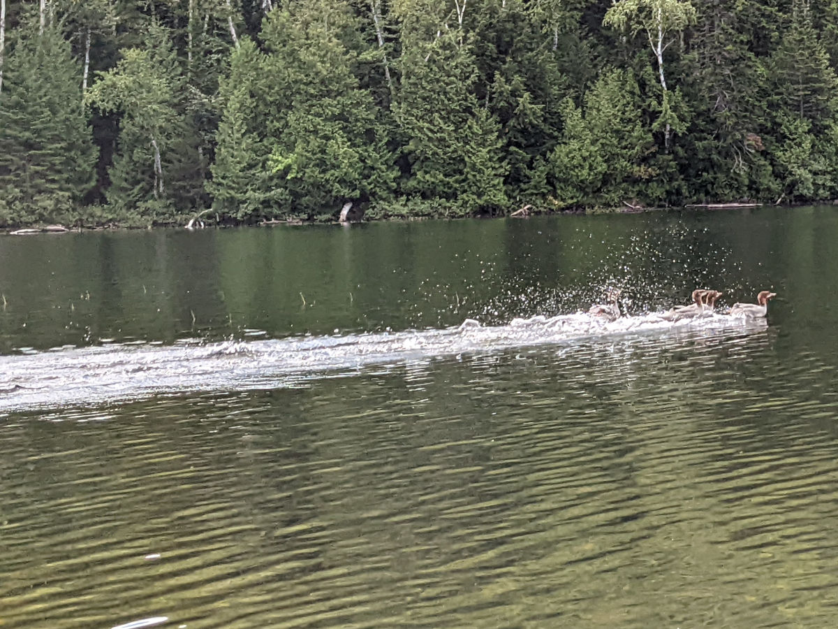 Ducks racing away, further away