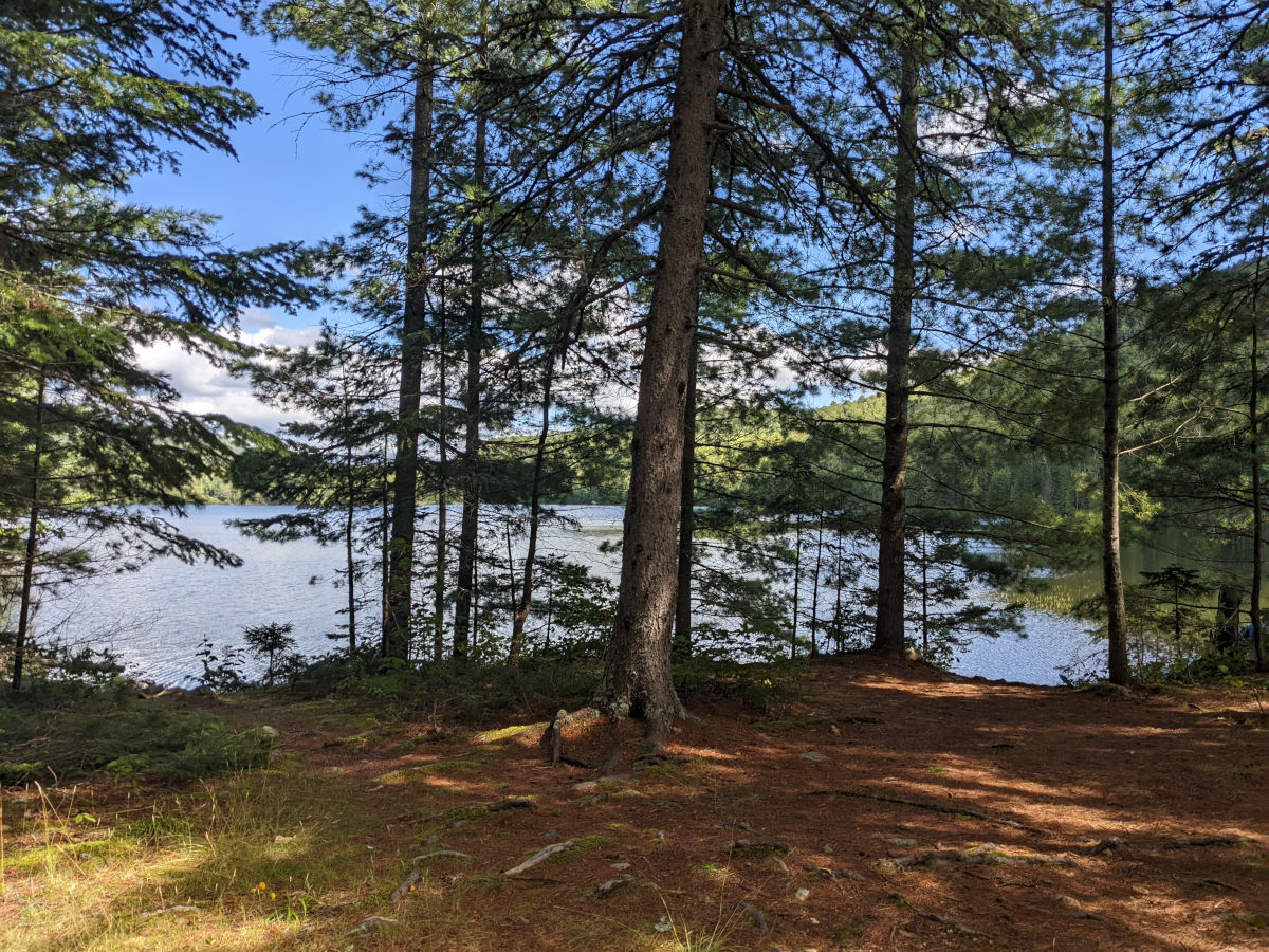 The lake seen through some trees