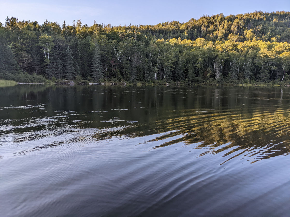 Waterbugs on High Pond