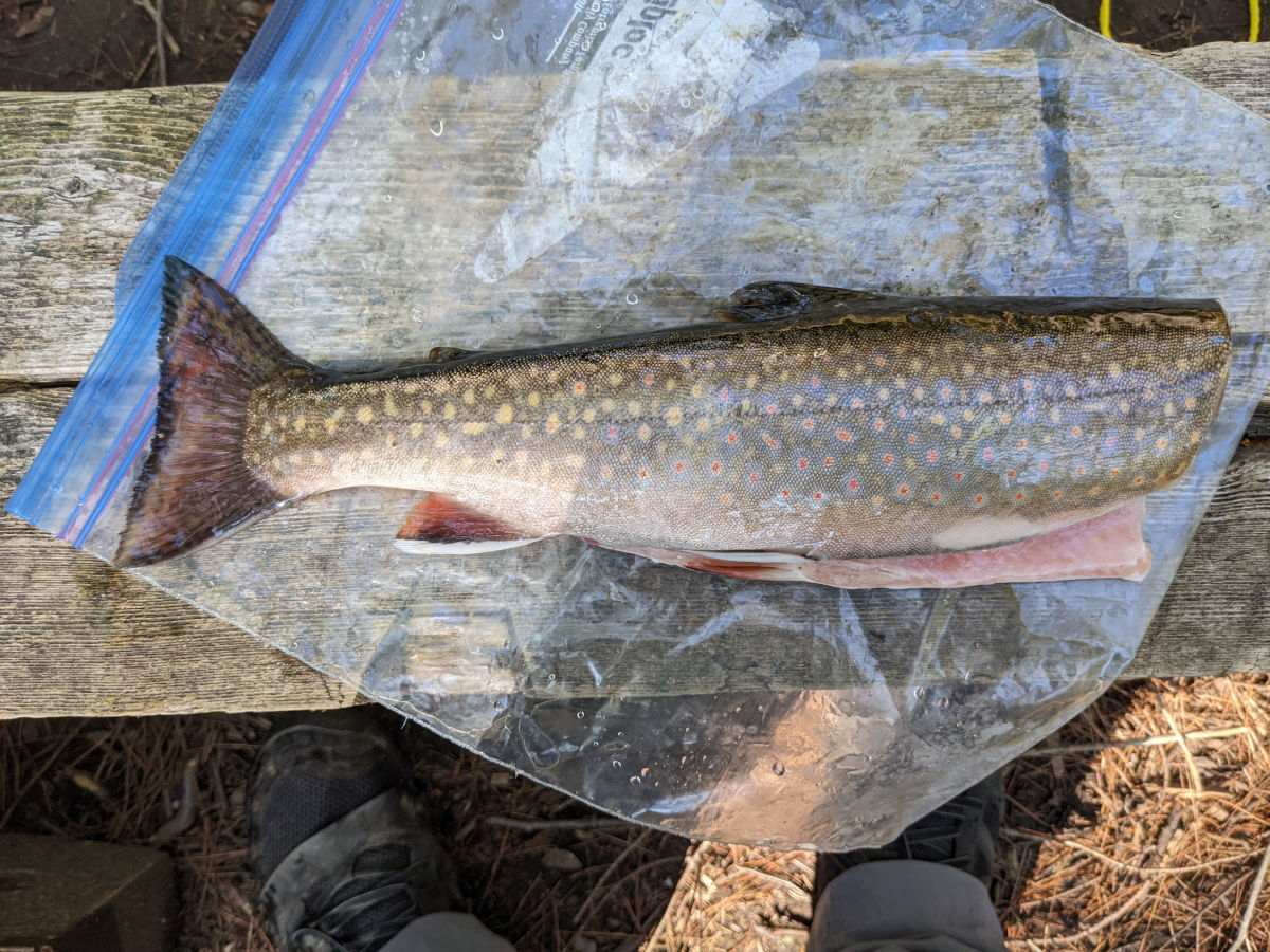 Fish cleaned and ready to cook