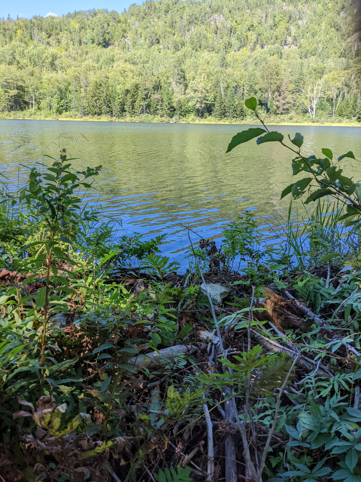 View of High Pond pond about level with it