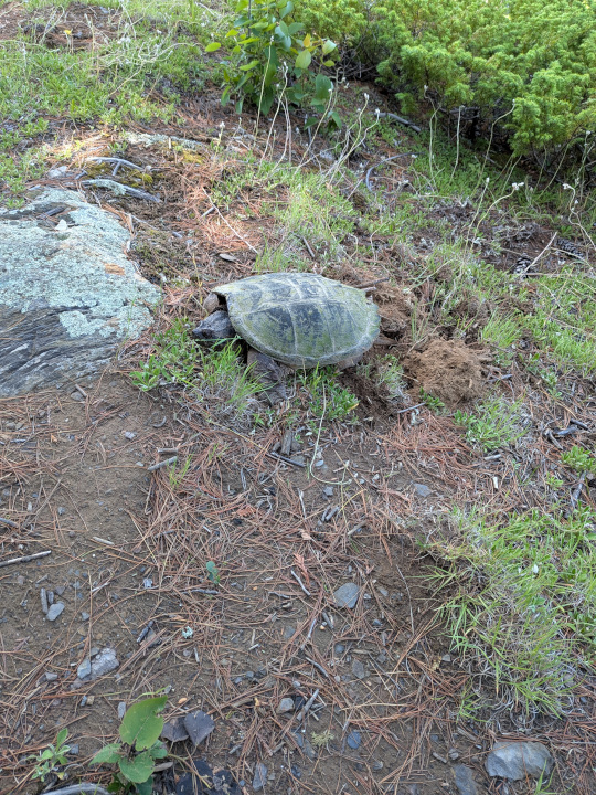 Big snapping turtle from the side