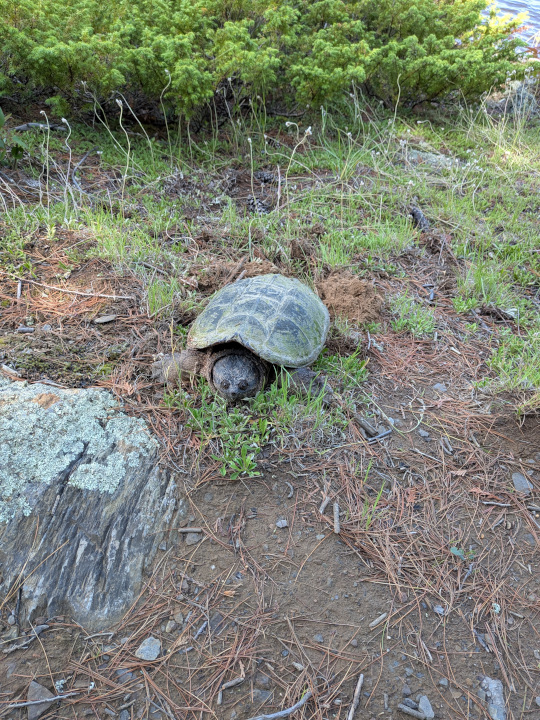 Big snapping turtle from the front