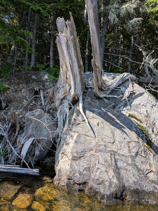 Crazy dead tree on rock from the front
