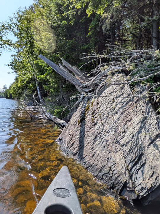 Crazy dead tree on a rock from the side