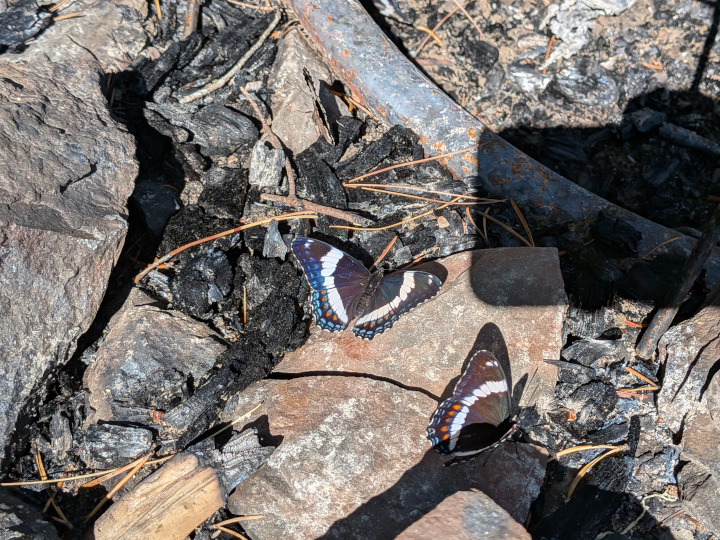 Two White Admiral butterflies