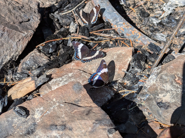 Three White Admiral butterflies