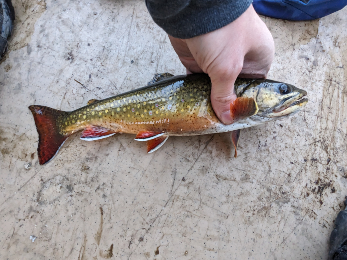 Brook trout in canoe