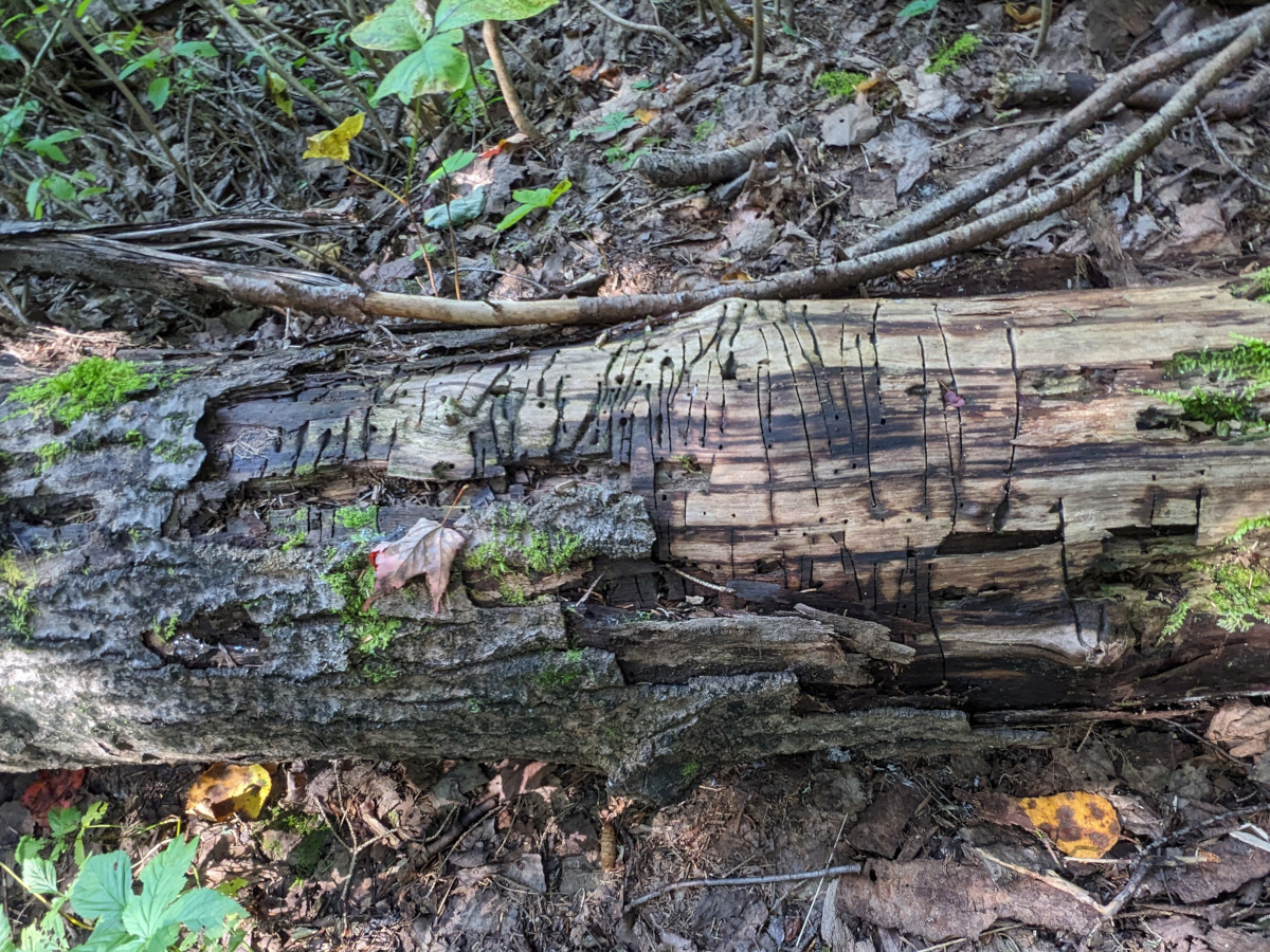 Claw marks on a log