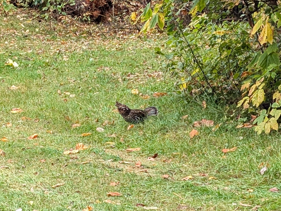 A grouse in the grass