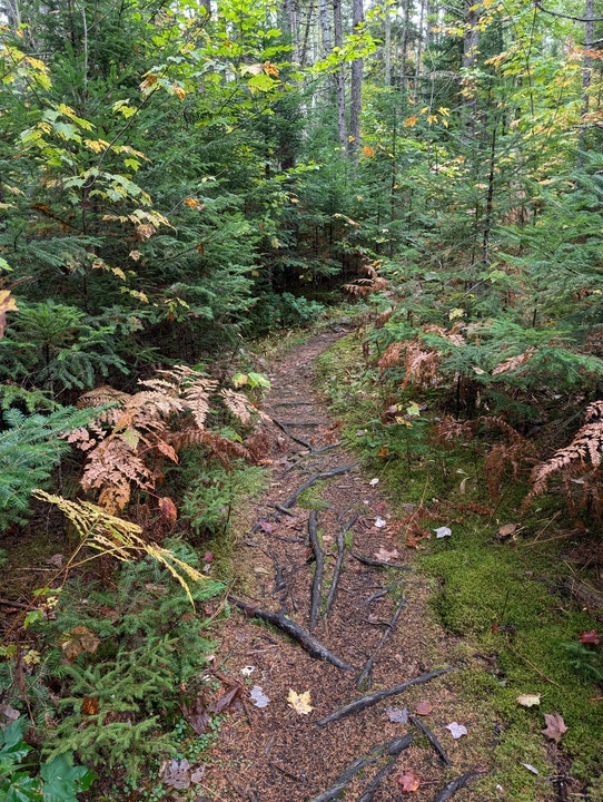 Fowler Brook Trail well worn path