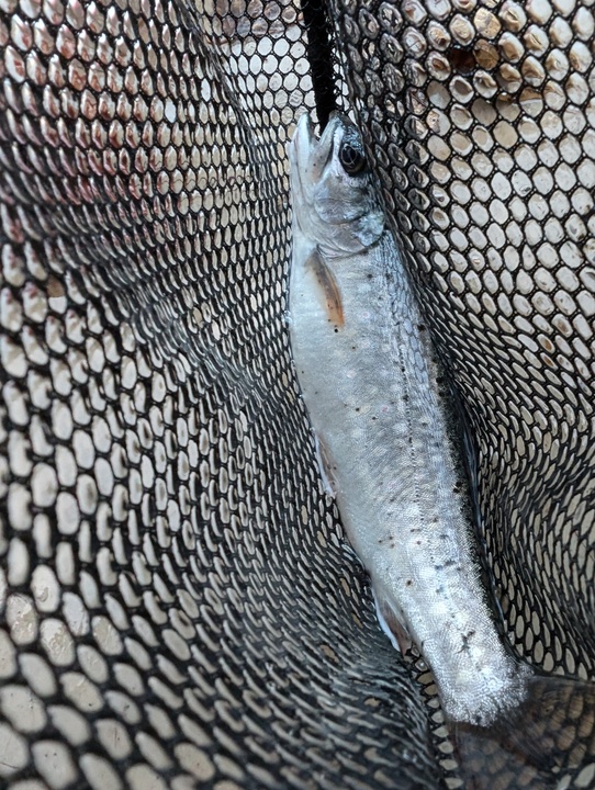 Small brook trout in a net