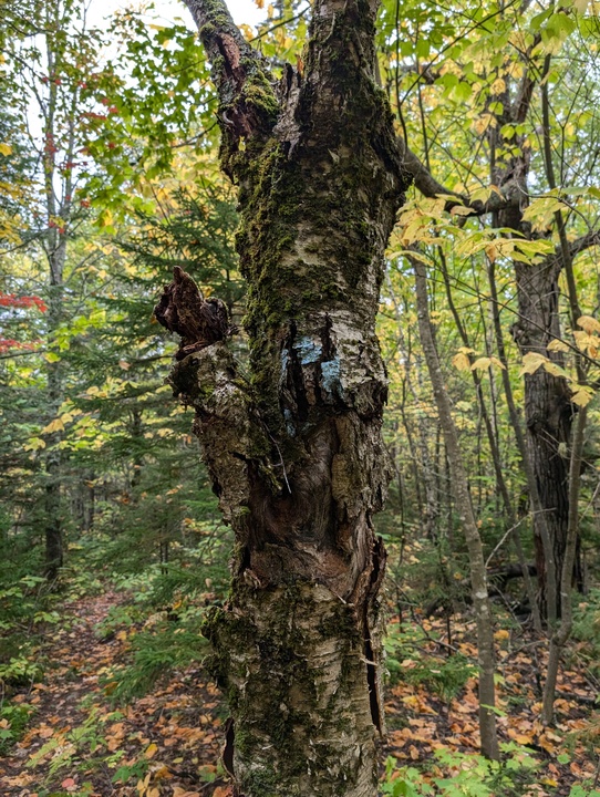 Blue trail marker mostly hidden by disfigured bark