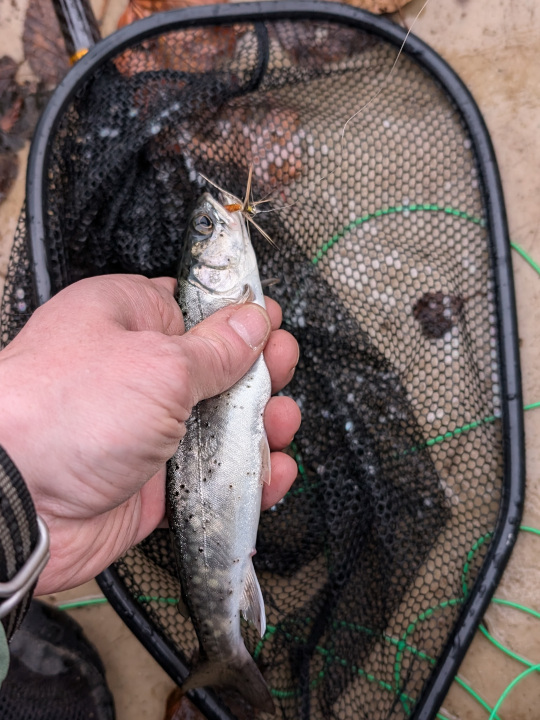 Small brook trout in a net with fly in mouth