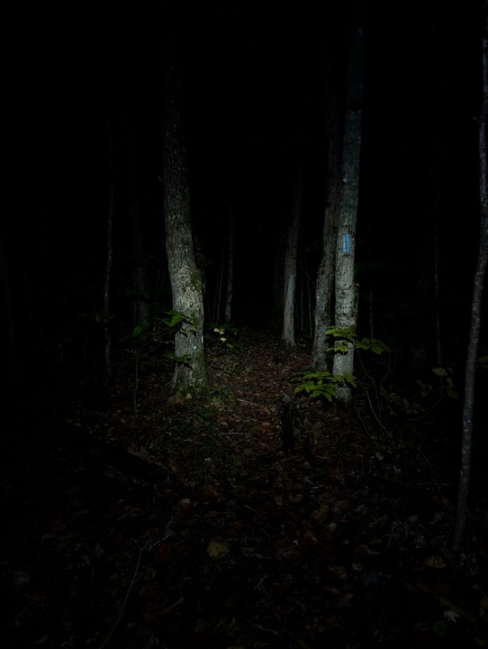 Creepy path through creepy trees illuminated by headlamp