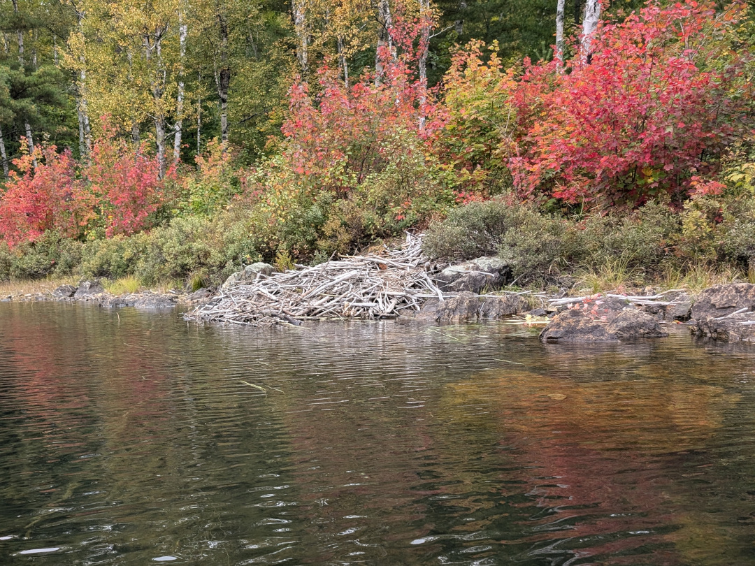 Beaver lodge