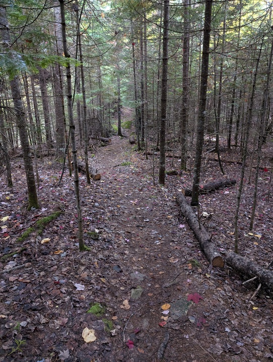 Fowler Brook Trail less well worn path