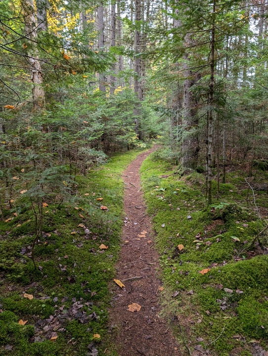 Fowler Brook Trail well worn path with different tree types