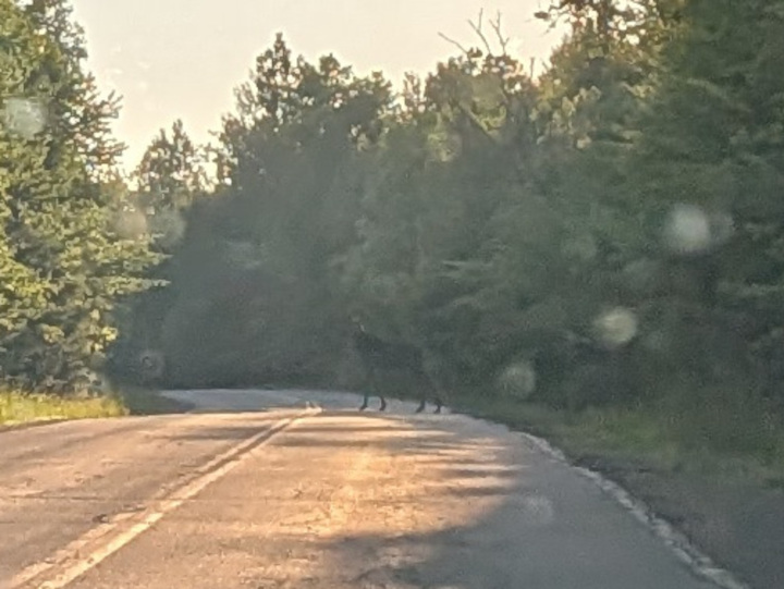 A poor quality picture of a cow moose standing in the road looking at the camera