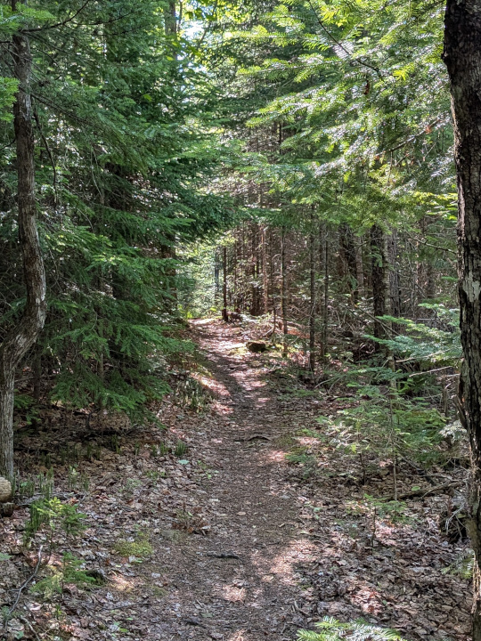 Trail leading off into woods