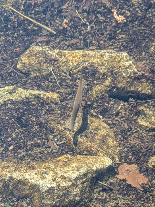 A nearly 6” long leach, perspective 1