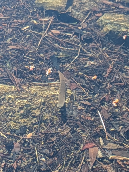 A nearly 6” long leach, perspective 2