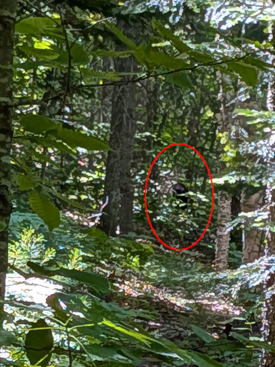 Blurry black bear in the woods