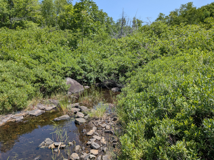 Thick brush, too thick to walk through, at waters edge